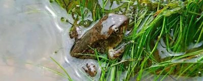 养殖林蛙需要办理什么手续，需办理野生动物驯养繁殖许可证和经营利用许可证