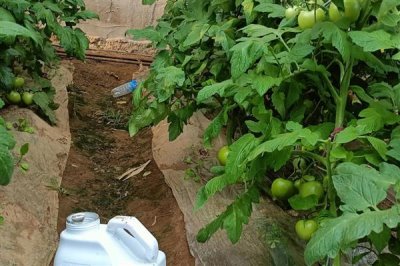 生物肥与水溶肥有什么区别,定义、成分、用法均不同