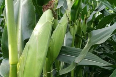 泽玉611玉米品种简介,中抗灰斑病