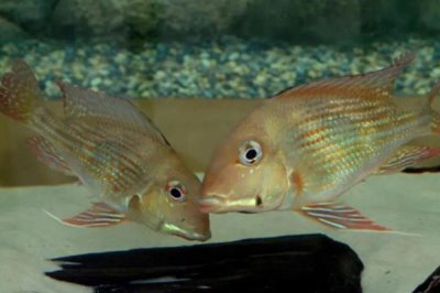 藩王食土鲷好不好养，饲养难度并不大