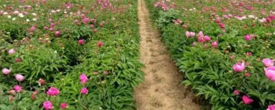 芍药种植第一年能不能开花，通常要在第二年才能开出花朵