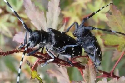 在家怎么养天牛,使用透明的饲养箱为宜