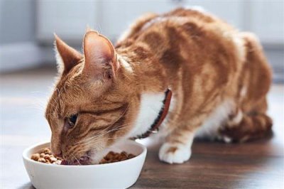 能不能使用塑料材质的猫食盘，长期使用容易导致猫咪黑下巴