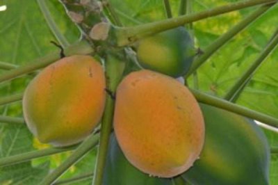 番木瓜的采摘方法,通常都是人工采收