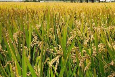 华优钰禾水稻种子介绍，一般3月下旬至4月上旬播种