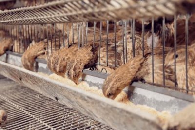 鹌鹑的养殖技术,产蛋期要注意光照时长