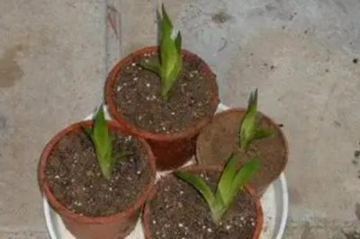 鸿运当头无根能不能活，没有根也是可以存活的