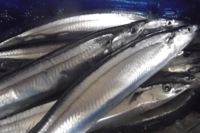 秋刀鱼是什么鱼,好吃但不可多吃