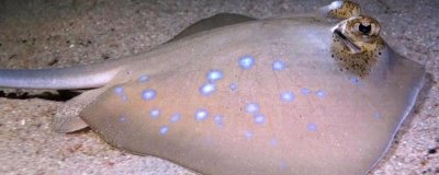 鳐鱼的种类,常见的有鳐科、单鳍鳐科、拟鳐科等