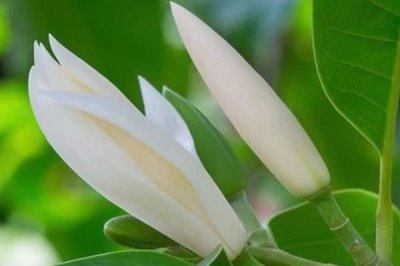 白兰花和玉兰花的区别,科属、形态、产地等均不同