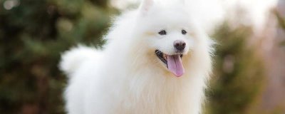 萨摩耶夏天要不要剃毛，夏天一般不需要剃毛