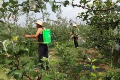 有哪些叶面肥，常见的有尿素、过磷酸钙等