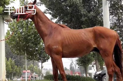 半血马和纯血马有什么区别,半血马的繁殖能力强、纯血马的繁殖能力差