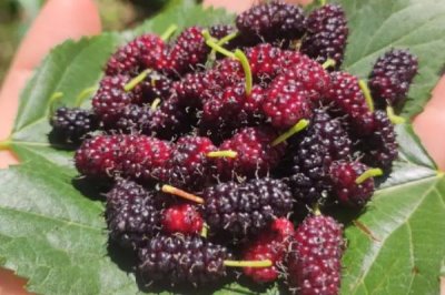 农村常见野果,荆棘丛中常见羊奶果