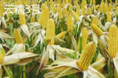 甜糯玉米怎么种植,初春可进行双膜覆盖播种栽培