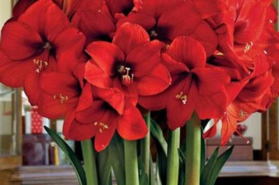 朱顶红好不好养,属于易养花卉品种