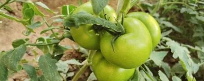 西红柿施肥要注意什么,有机肥一定要腐熟且适量