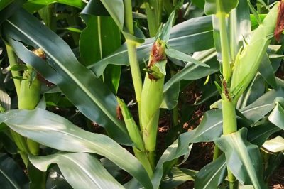 搏盛9号玉米种子特点,4月中下旬播种