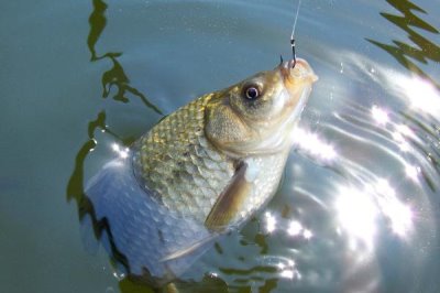 钓鲫鱼黑漂的原因，线组过灵敏会导致