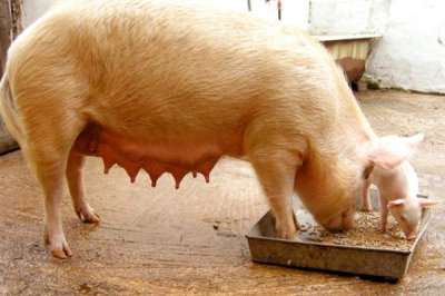 母猪一天喂几斤料，配种的当天饲喂量为1.6-1.8kg/天