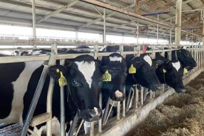 冬季怎么高效养殖奶牛,增加饲喂次数可提高产奶量