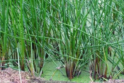 荸荠的施肥技术,一定要施足基肥