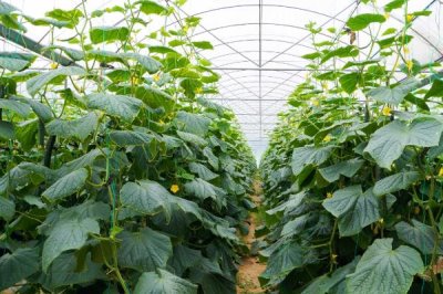 黄瓜的叶片上为什么出现白斑,可能是冷风直吹、温度不当、农药过量等因素导致