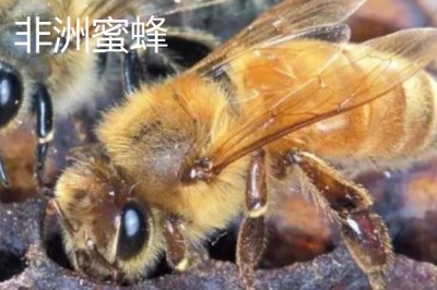 杀人蜂是什么蜂,实际上是多种剧毒蜂类的俗称