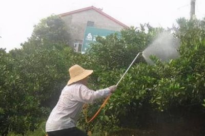 代森铵主治哪些病害,可有效防治水稻稻瘟病、玉米斑病等