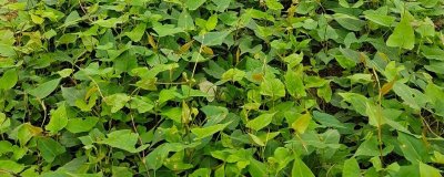 何首乌的繁殖方法,可种子、扦插和分株繁殖