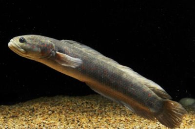 月鳢的简介，是我国特有的淡水鱼种