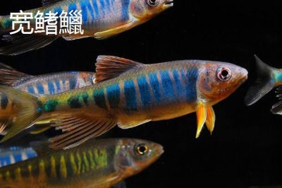 宽鳍鱲和马口鱼有什么区别，宽鳍鱲的胸鳍有黑色斑点