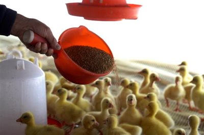 刚出生的小鹅喂什么食物，用米饭或米粒搭配青菜叶一起饲喂