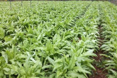 莴笋育苗技术，首先要选好育苗床