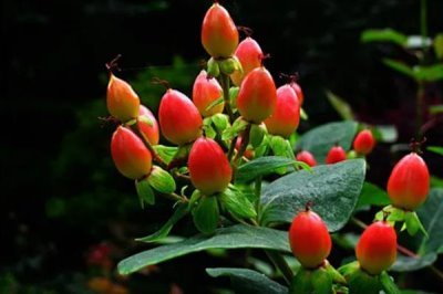红果金丝桃的花语，寓意娇媚诱惑、迷信等