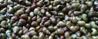 淡水螺的产地,广东、福建等地养殖较多