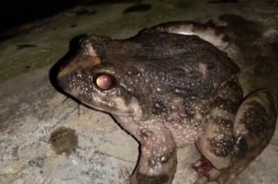 石蛙的产地以及和牛蛙的区别，主产于云南、浙江、广东等省份