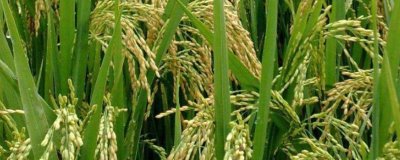 米岗油占水稻种简介,注意防治白叶枯病