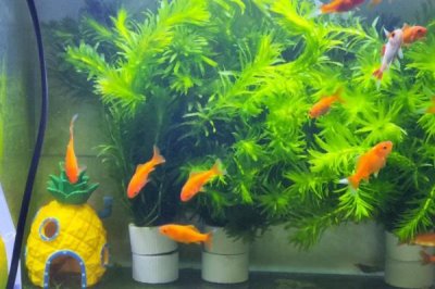 鱼缸停电怎么给鱼增氧，最好的方法就是换水