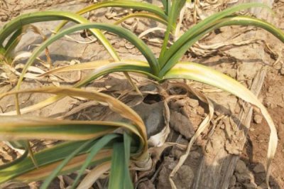 大蒜根腐病的原因,品种不抗病或重茬连作都会导致