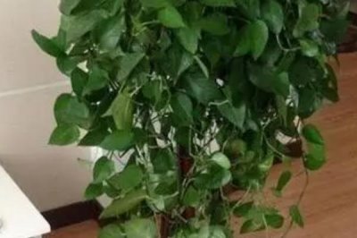让绿萝旺盛生长的方法,生长期间每隔20天追施一次复合肥