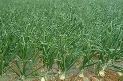 洋葱膨大期怎么管理,需适当增加灌溉次数