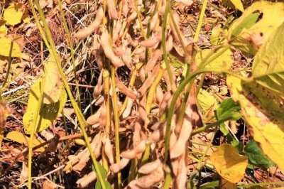 油6019大豆种子介绍，平均生育期105.1天