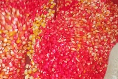 玉米高产种植技术，首先要选择优良品种