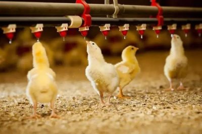 雏鸡采食量低的原因及解决办法,可能是育雏温度不佳或水质的原因