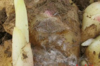 生姜的常见病害与防治方法,常见的有软腐病、腐烂病等
