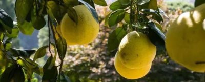 湖南张家界的特产,葛根粉最为出名