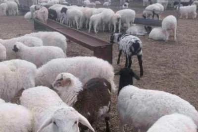 育肥羊如何养殖,饲喂方式要根据自身的养殖模式而定