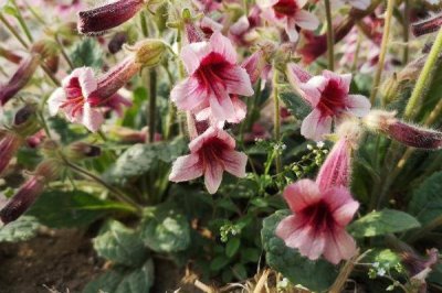 地黄的生长条件,越是荒山越是生长