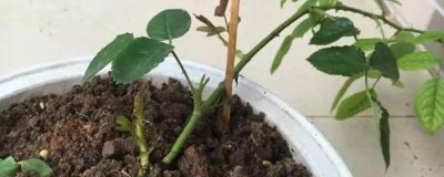 烧根如何补救,需适当增加灌水量与灌水次数